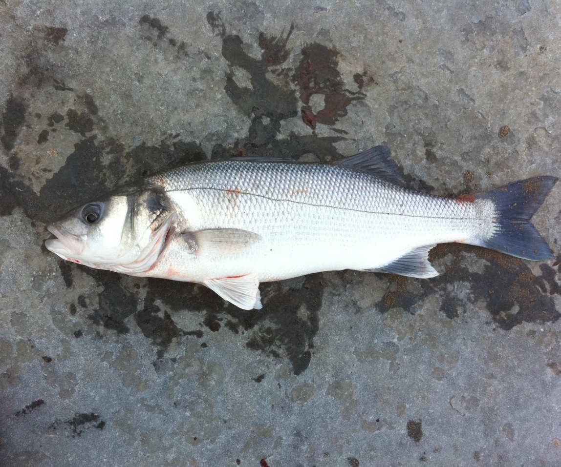 Line caught European Sea Bass